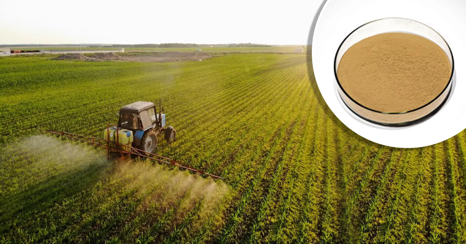 معادن الجلايسين المخلبة