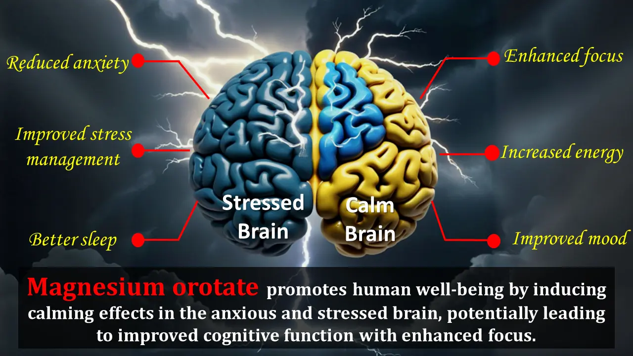 Efectos del orotato de magnesio en el cerebro & efectos secundarios