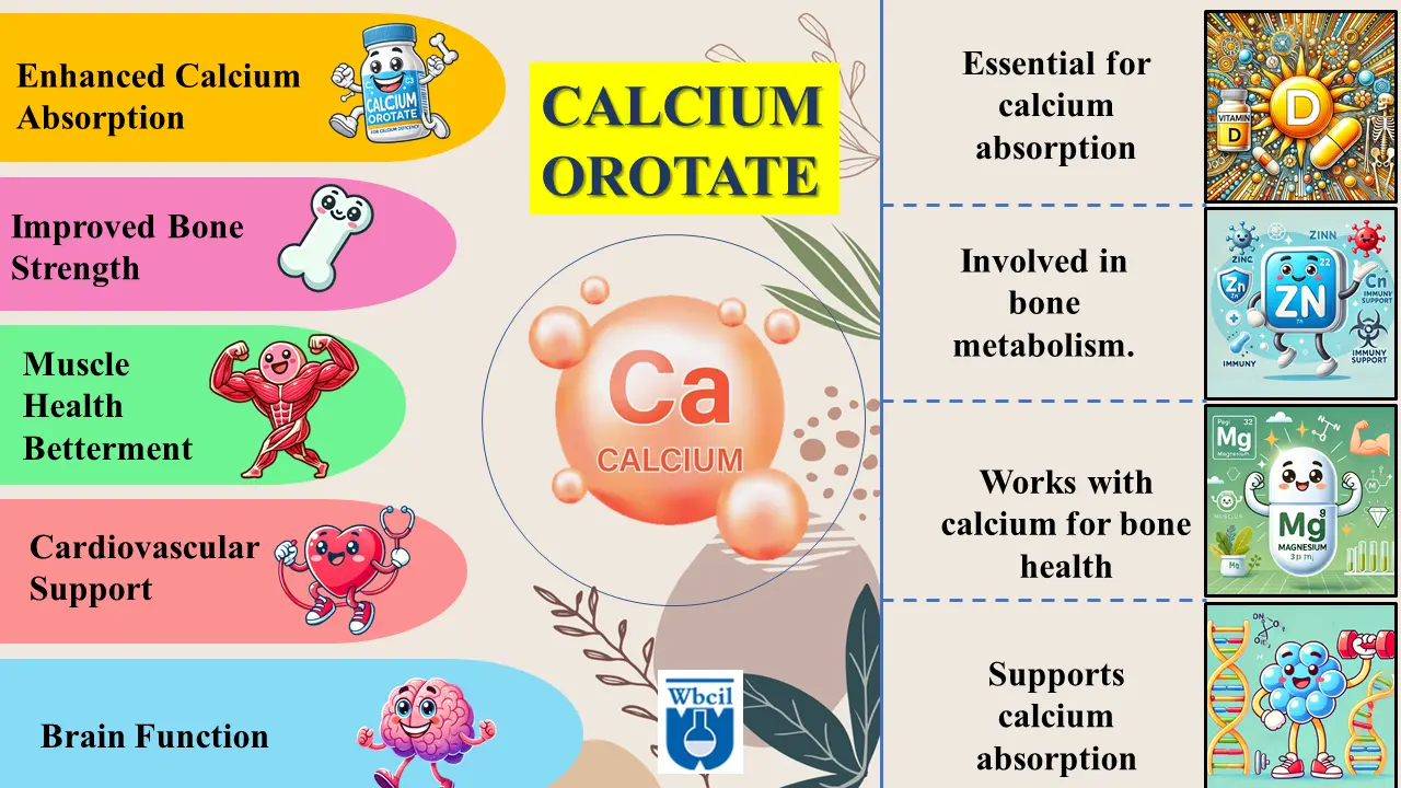 Calcium orotate and its applications