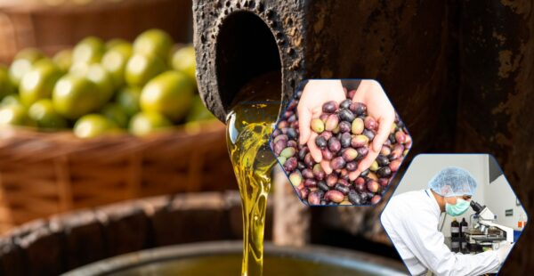 ferrous gluconate in olives