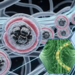 Lymphatic System and liposomal iron