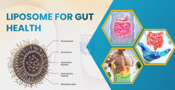 Liposome for Gut Health