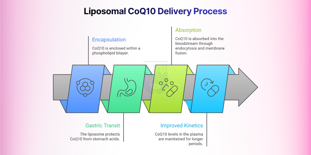 Liposomal CoQ10 Delivery Process