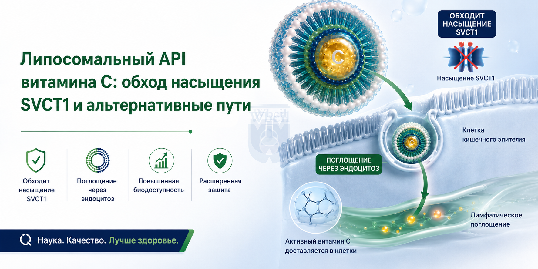 Липосомальный активный фармацевтический ингредиент витамина С: обход насыщаемых путей SVCT1